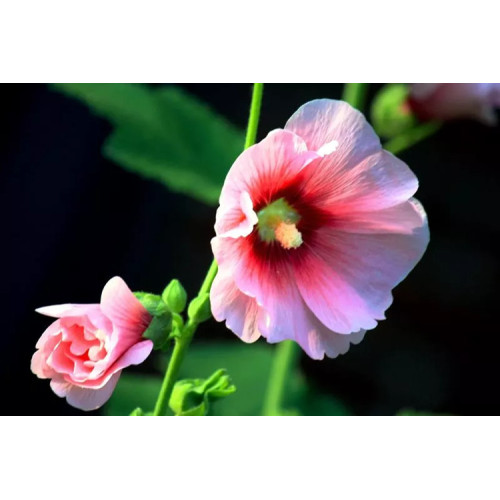 Pure Marshmallow Root Extract/Hollyhock Extract Powder with Free Sample