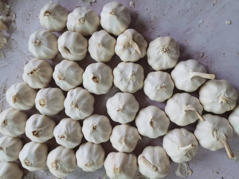 Hot Selling New Crop Chinese Fresh Garlic