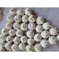 Hot Selling New Crop Chinese Fresh Garlic