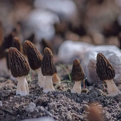 No additives Yunnan morel