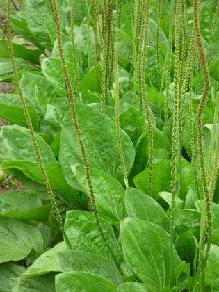 Dry Plantaginis Semen Che qian zi plantago seeds