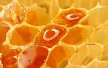 bulk sale raw sunflower honey