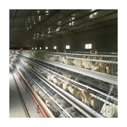 Tbb Brand Automatic Layer Cage Breeding Type A Layer Battery Cage Multi-Functional Chicken Cage