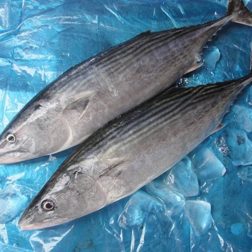 Zamrożony tuńczyk Skipjack Bonito Tongol