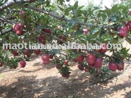 Red Delicious from China West High Land