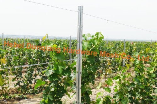 Popular Metal Vineyard Trellis Post