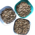 Big Size Sunflower Seeds With Long Shape