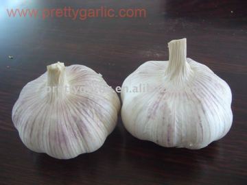 New crop regular white Garlic