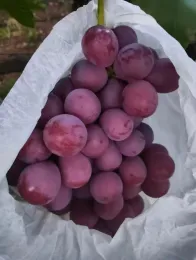 Fresh Red Globe Grapes