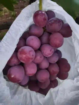 Fresh Red Globe Grapes