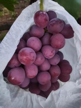 Fresh Red Globe Grapes