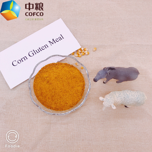 Bữa ăn gluten ngô bãi cỏ