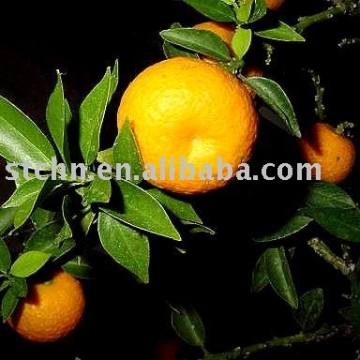 Citrus Aurantium P.E.