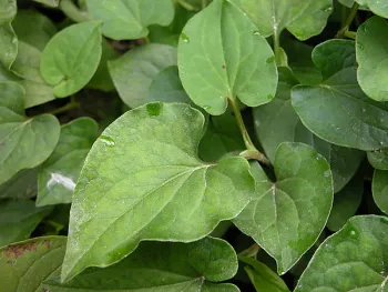 Houttuyniae Herba cordata dried herbs Houttuyniae YuXingCao