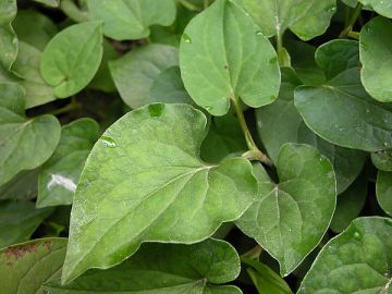 Houttuyniae Herba cordata dried herbs Houttuyniae YuXingCao