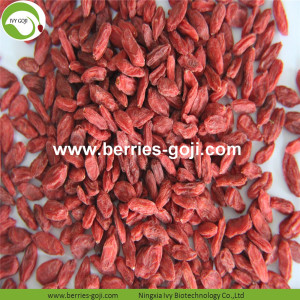 Pabrik Premium Buah Grosir Pasokan Goji Berry