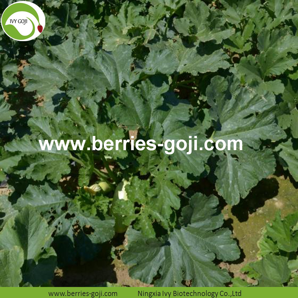 Pumpkin Seeds Kernels Planting