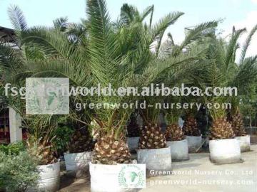 phoenix canariensis potted palm trees