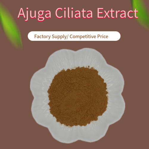 Other Plant Extract Natural Ajuga Ciliata Extract Powder Turkesterone 20% Manufactory