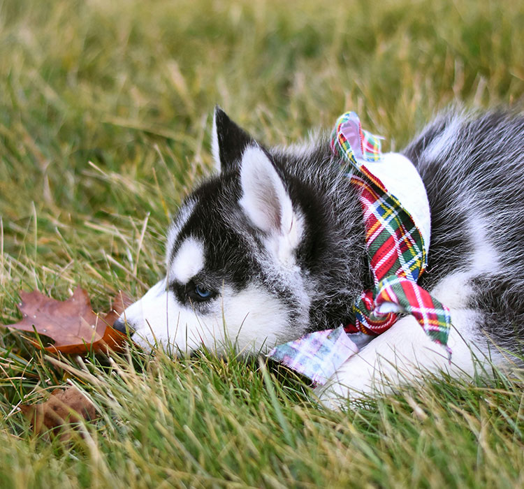 Title: Why the Squeaky Dog Rubber Toy Ball Doesn't Irritate Your Furry Companion