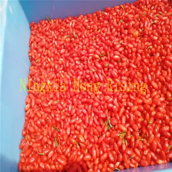 Fresh goji berry wolfberry