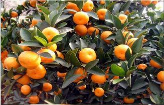 Yellow Citrus Fresh Mandarin Oranges With Vitamins B1 , B2