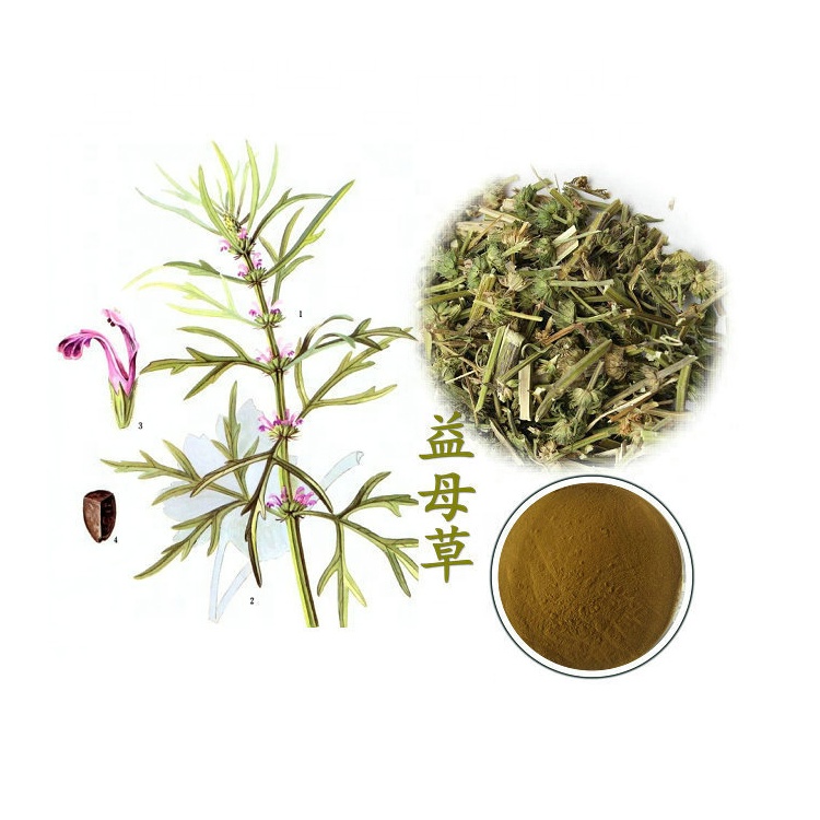 Motherwort Extract Jpg