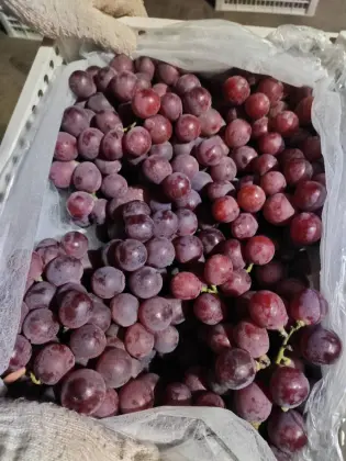High Quality Yun Nan Red Grapes