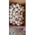 pure white garlic in 5.6kg carton