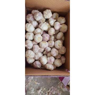 ail blanc pur en carton de 5,6 kg