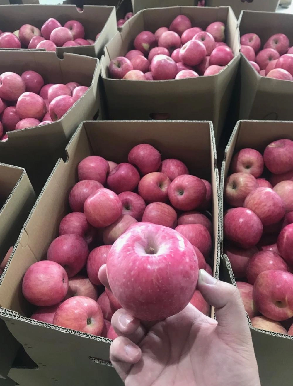 Chinese Top Quality Fuji Apples China Manufacturer