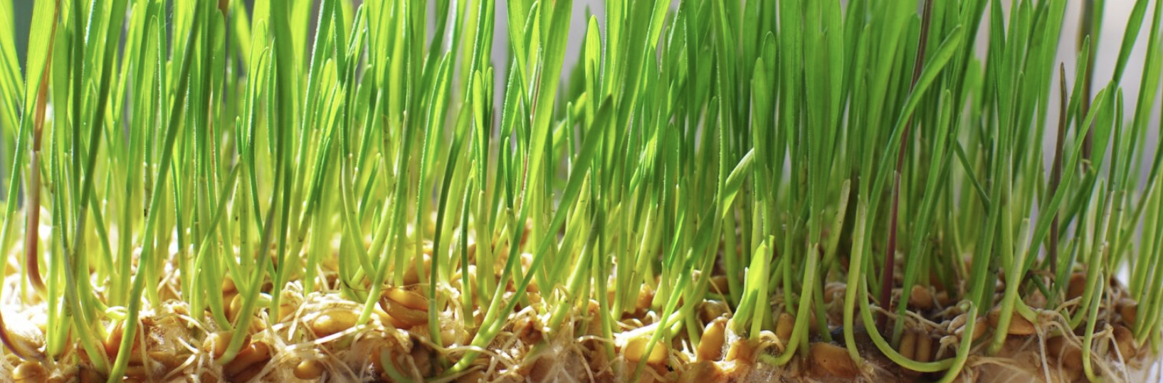 wheat seedling
