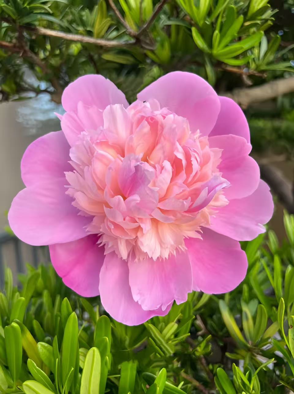 Zu Diaochan pink Peony