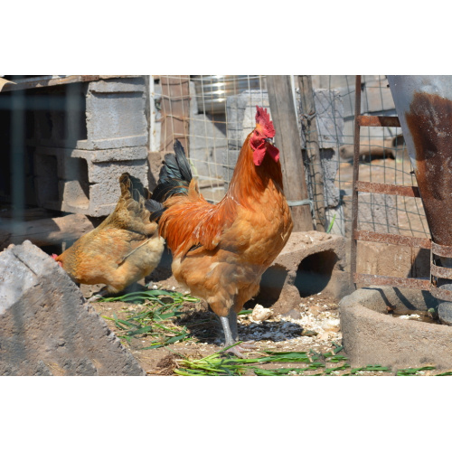 Animal Nutrition Distillers Dried Grains with Solubles 26%