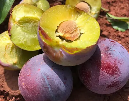 Delicious fruits south shore ky