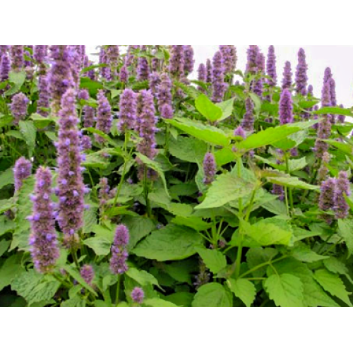 Agastache rugosa Extract