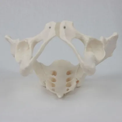 2024 New KRC Medical Science Life-Size Female Pelvis Model