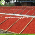 Usine en gros nutrition naturelle Malaisie Goji Berry