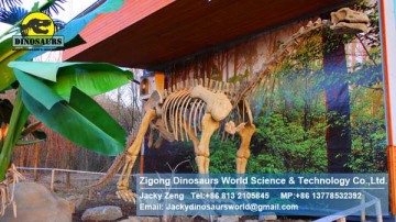 Shunosaurus skeleton