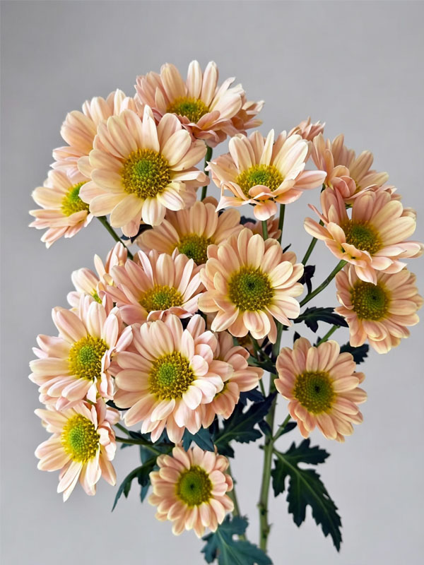 Spray chrysanthemum Aizhibin1