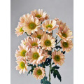 ক্রাইস্যান্থেমাম আইজিবিন শ্যাম্পেন স্প্রে করুন