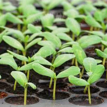 Plant Square Nursery Trays