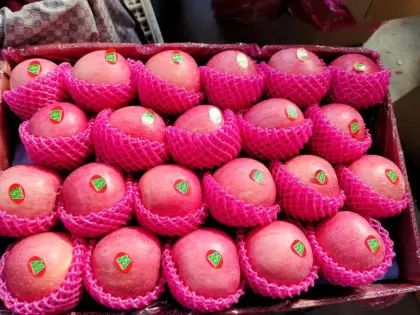 Good Quality Paper Bagged Fu Ji