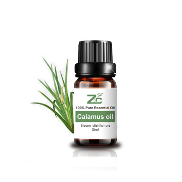 Aceite esencial de calamus con alta calidad