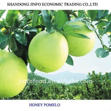 Honey Pomelo(new crop in 2011)