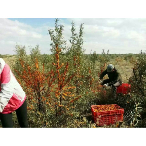 Pure & Natural Seabuckthorn Juice Powder