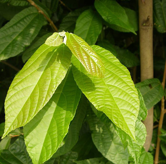 Microcos paniculata L