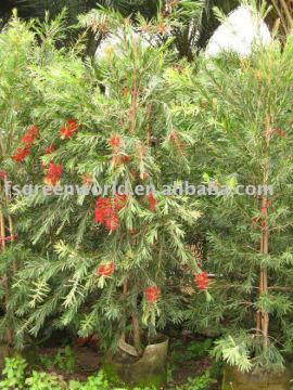 callistemon viminalis red color shrub trees