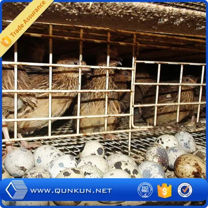 Automatic quail cage/quail battery cages/quail farm cage
