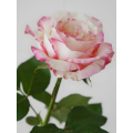 বিবাহের bouquets জন্য সাদা গোলাপী একক মাথার গোলাপ